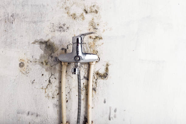 Best Mold Damage Repair  in Cheree, OK
