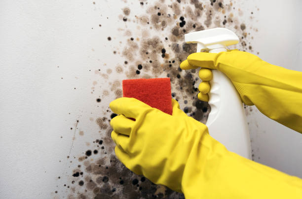 Best Mold Testing  in Cheree, OK
