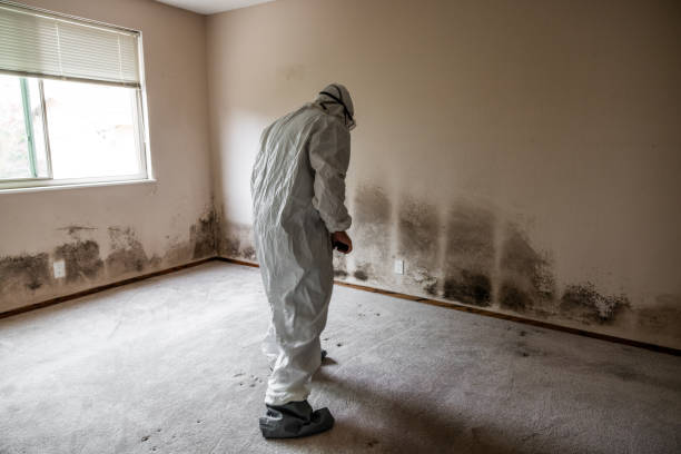 Best Certified Mold Removal  in Cheree, OK