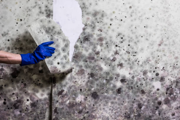 Best Office Mold Removal Services  in Cheree, OK