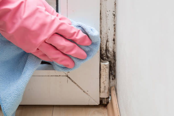 Best Commercial Mold Removal  in Cheree, OK
