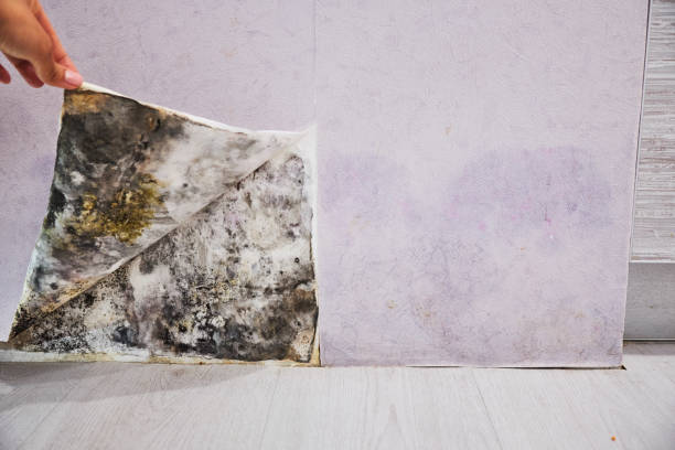 Best Mold Removal Process  in Cheree, OK